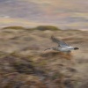 Koliha mala - Numenius phaeopus - Whimbrel 7519
